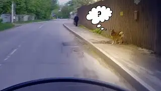 Реакция собаки на громкий мотоцикл / МотоМомент