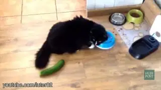 Все кошки боятся огурцов