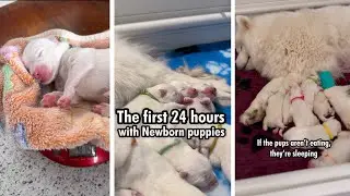 the first 24 hours with newborn puppies
