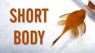 Short Body Super Red Bristlenose Pleco Mutation