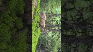 June 20, 2024 Two young ibex walk up on me.