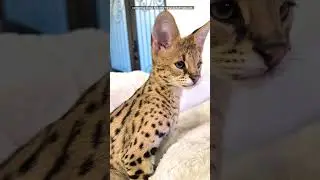 Savannah Cat For Sale ❤️