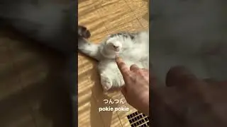 КОМАРУ спит 
