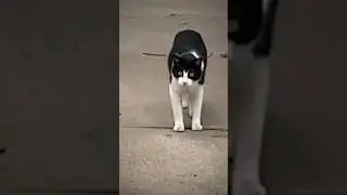 Мои кот после ,того как я рассыпал протеин 🤨