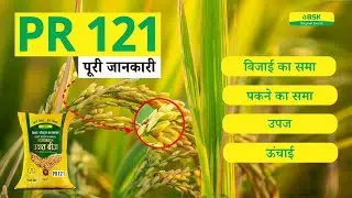 PR 121 विवरण | चावल के बीज परमल चावल की किस्म | शीर्ष धान | उच्च उपज वाली चावल की किस्म