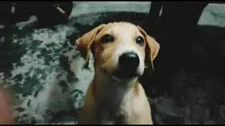 Cute Shera, Jimmy and juhi waiting for food🍲 🐶🐕❤| #dog #funny #lifesview #shorts #cute_puppies