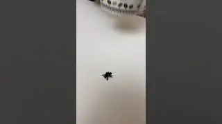 ОГРОМНЫЙ ПАУК 🕷