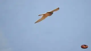 Fauna del Caminito del Rey Parte 1
