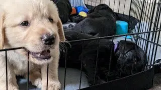 5 week old Puppies playing, Goldador puppy