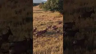 Ох этот прекрасный ЮАР / oh this beautiful South Africa