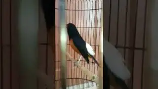 Murai gacor dar der dor
