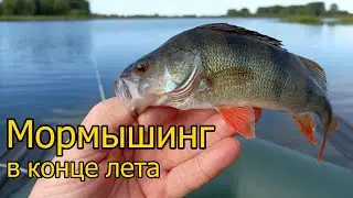 Окунь на мормышку в конце августа. Поклевки на каждом забросе!)