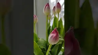 Что не так с цветами