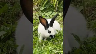 I’ve got a new friend - baby rabbit 🐰 #shorts