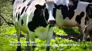 Cows out on the grass