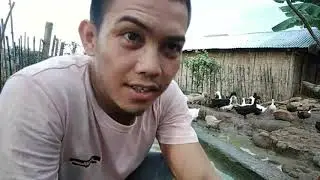Update itik pinas