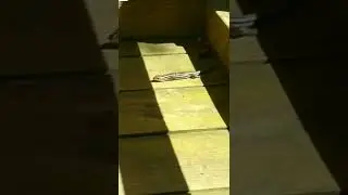 Lizard Gets Arrested with Hands Behind Back