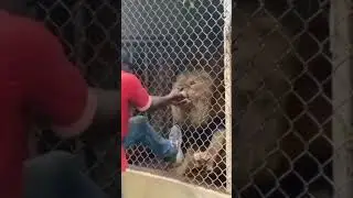 see the shocking thing a lion did to this man in the zoo #shorts #wildlife #lion