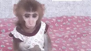 My little monkey games at midnight and alone