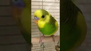 Как Басик смотрим на меня #parrot #cute #animals #budgies #bird #попугаи
