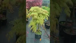 A brief overview of the Emerald Lace maple