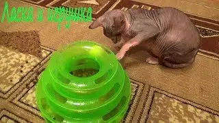 sphynx cats!!! sphynx cat videos!!! Канадский сфинкс кошка!!!  Канадский сфинкс видео!!!