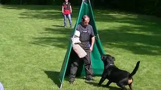 ADRK  ZTP TEST || ROTTWEILER DOG || WORKING DOG  ||