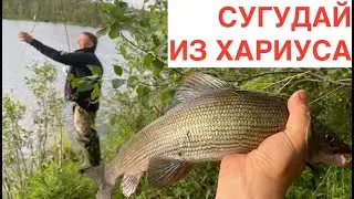Рецепт за 50 секунд: как сделать самый вкусный сугудай из хариуса!