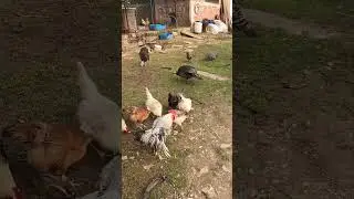 Životinjsko carstvo.”