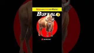 How did Buffalo get so smart? #shorts #fact