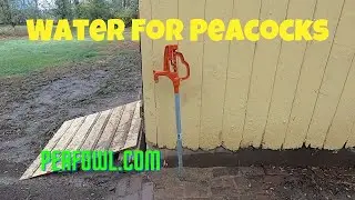 Water For Peacocks, Peacock Minute, peafowl.com