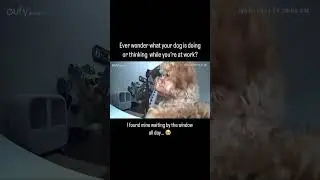 What happens when your dog is home alone...