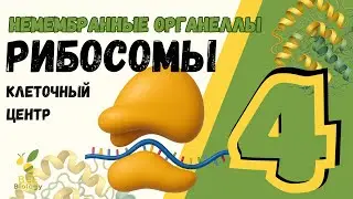 РИБОСОМА • Клеточный центр • микротрубочки - НЕмембранные органеллы клетки