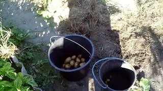 УРОЖАЙ НА УРА!!!!  Картофель под сеном..  Сею сидераты...