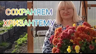 Сохраняем хризантему МУЛЬТИФЛОРА. В Сибири другие условия.
