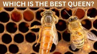 Beekeeping | Which Queen Genetic is the best and what works for me