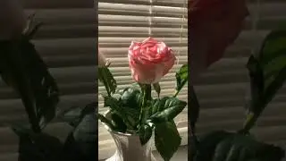 Приятность.