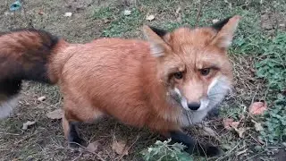 Foxie Fox is happy about Freezing