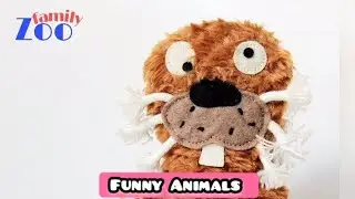 Funny Animal | Funny Animals | Funny Animal Videos | Cats | Funny Cats | Dogs | Zoofamily