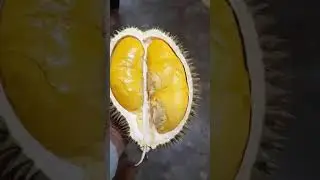 Durian Kotacane