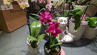 Посылка от Ирочки с Хойями. Снова цветёт Королева Ночи, и новые Фалики...Сентябрь 2024.😊
