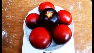 Tomato Almost Blue Blood (Alki Blue Blood)
