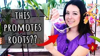 Promote roots on Orchids by growing them upside down? 🤔 Myth or Truth #18