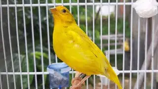 CANÁRIO mutação CANTANDO esse tem voz ESTIMULAR seu Canários CANTAR!!