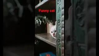 #funny