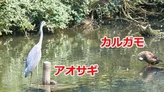 [4K]カルガモの激しいパフォーマンスと意に介さないアオサギ 野鳥の島