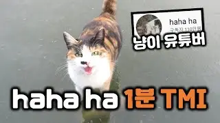 고양이 유튜버, 하하하 1분 TMI