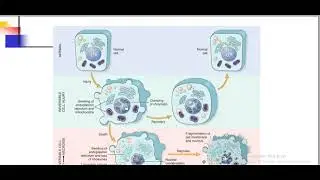 Cell injury 3 - pahology