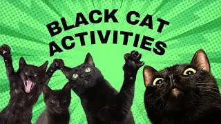 Black Cat Activities