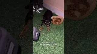 MINHA CACHORRA PRECISA DE UM EXORCISMO!